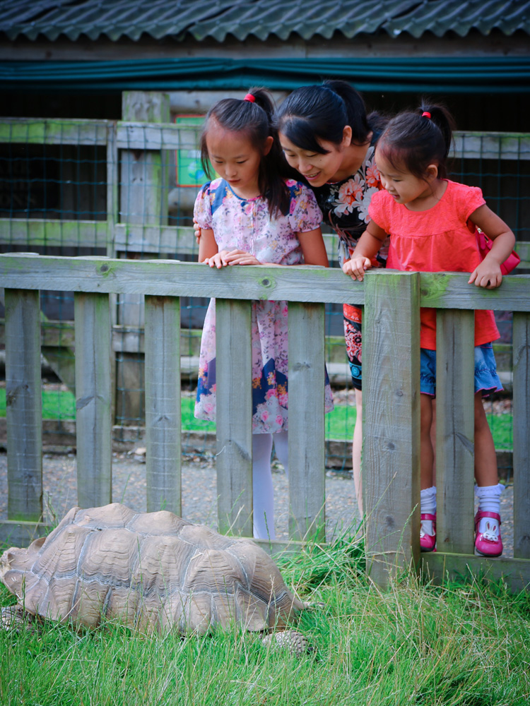 林肯动物园 Woodside Wildlife&nbsp;Park