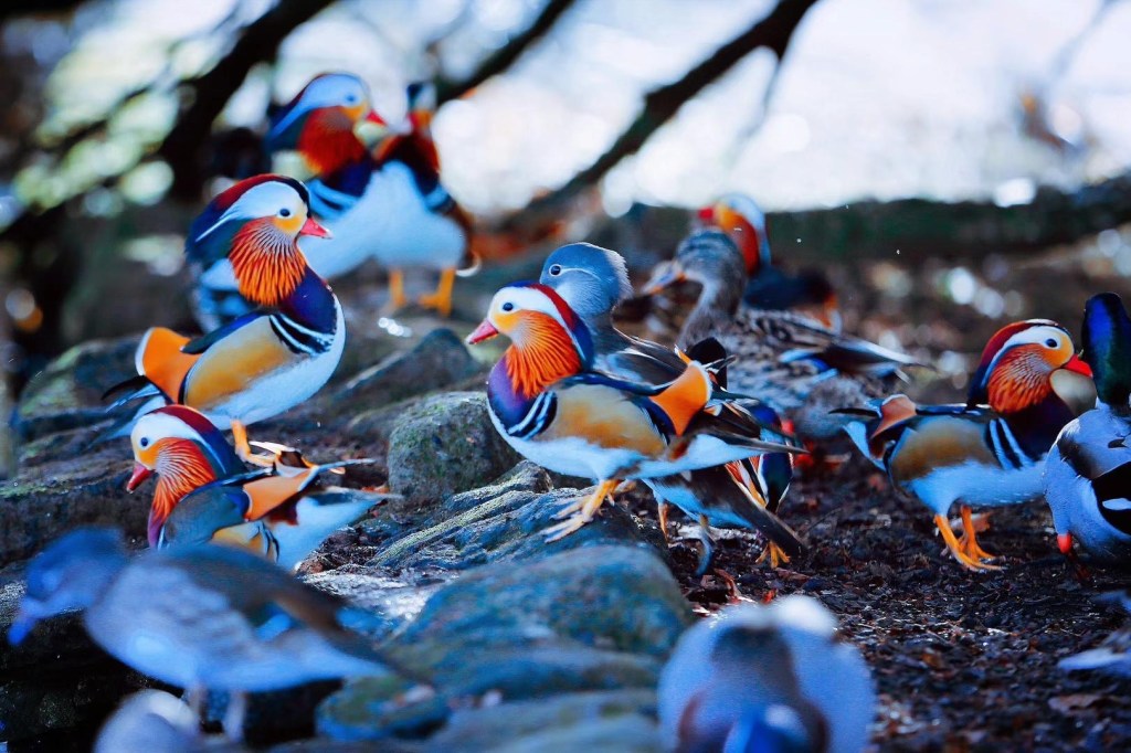 Longshaw的鸳鸯和狐狸客栈 Fox House