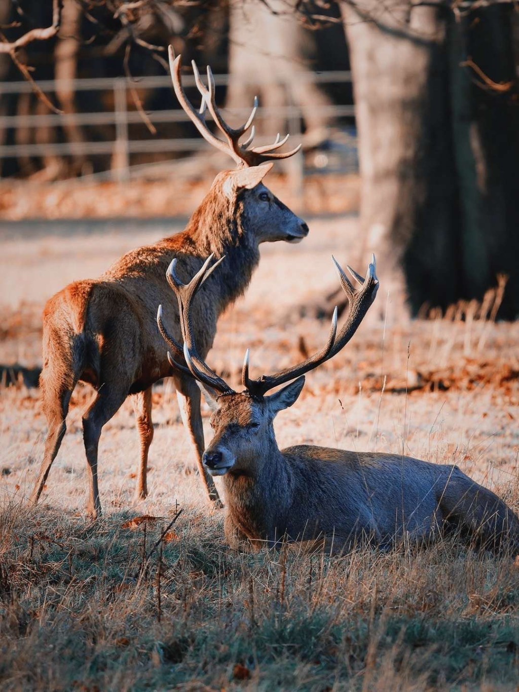 Wollaton公园里的野生红鹿