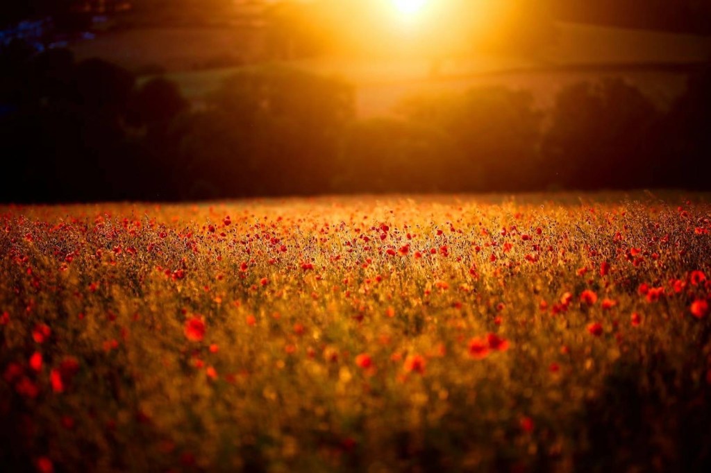 Unstone 的虞美人花田