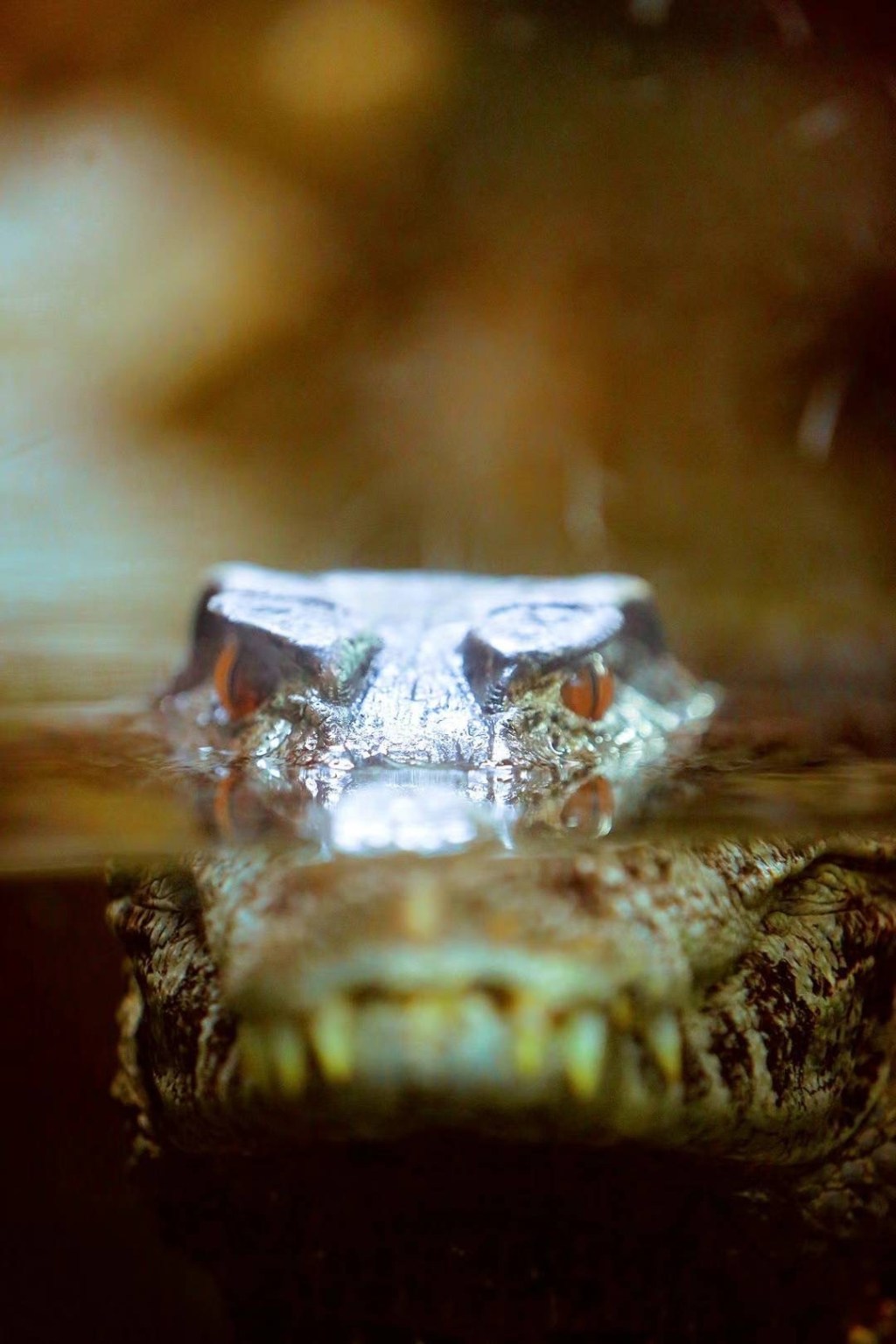 牛津郡的鳄鱼世界 Crocodiles of the World in&nbsp;Oxfordshire