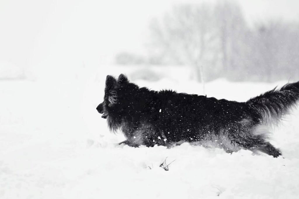 雪地黑犬