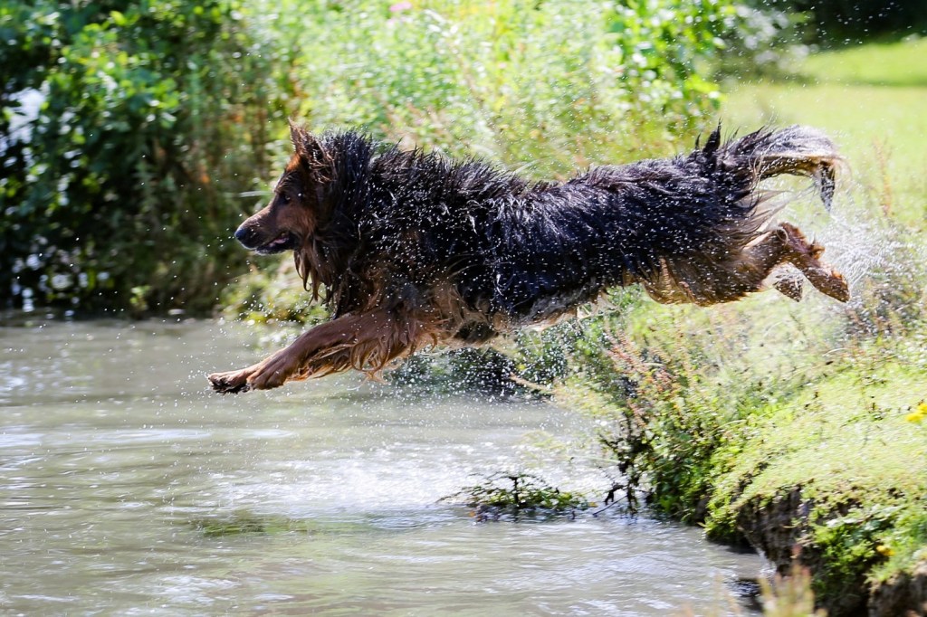 䖔的狗生第二次游泳