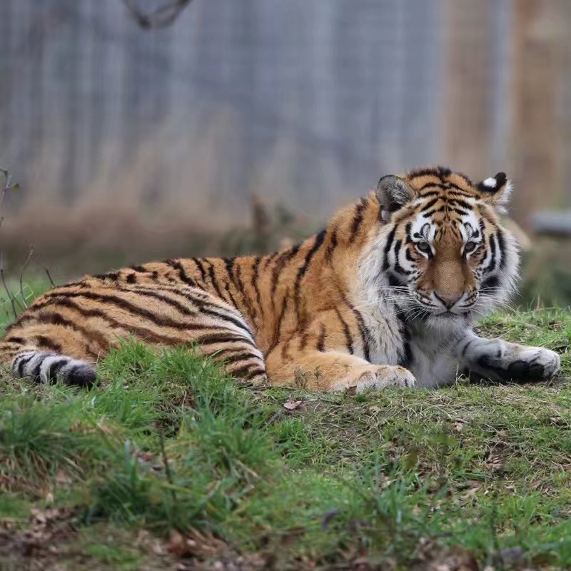 约克郡野生动物园