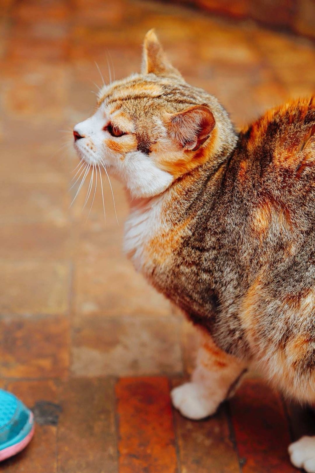 摩洛哥的流浪猫