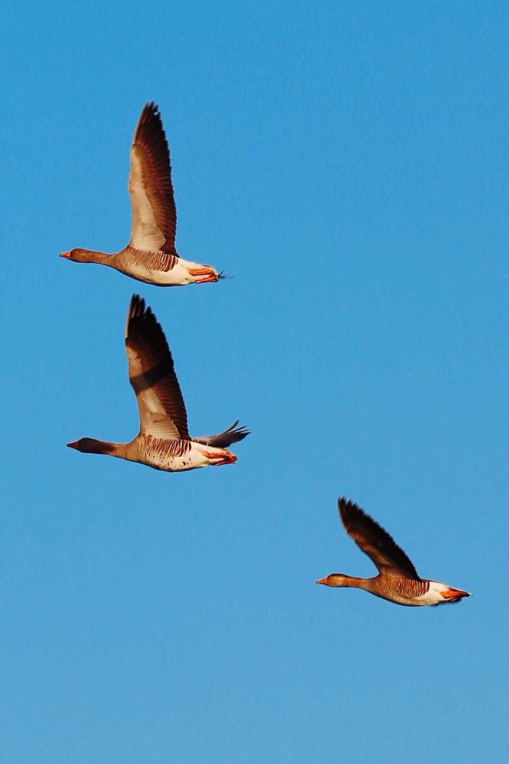 湖边的野生动物