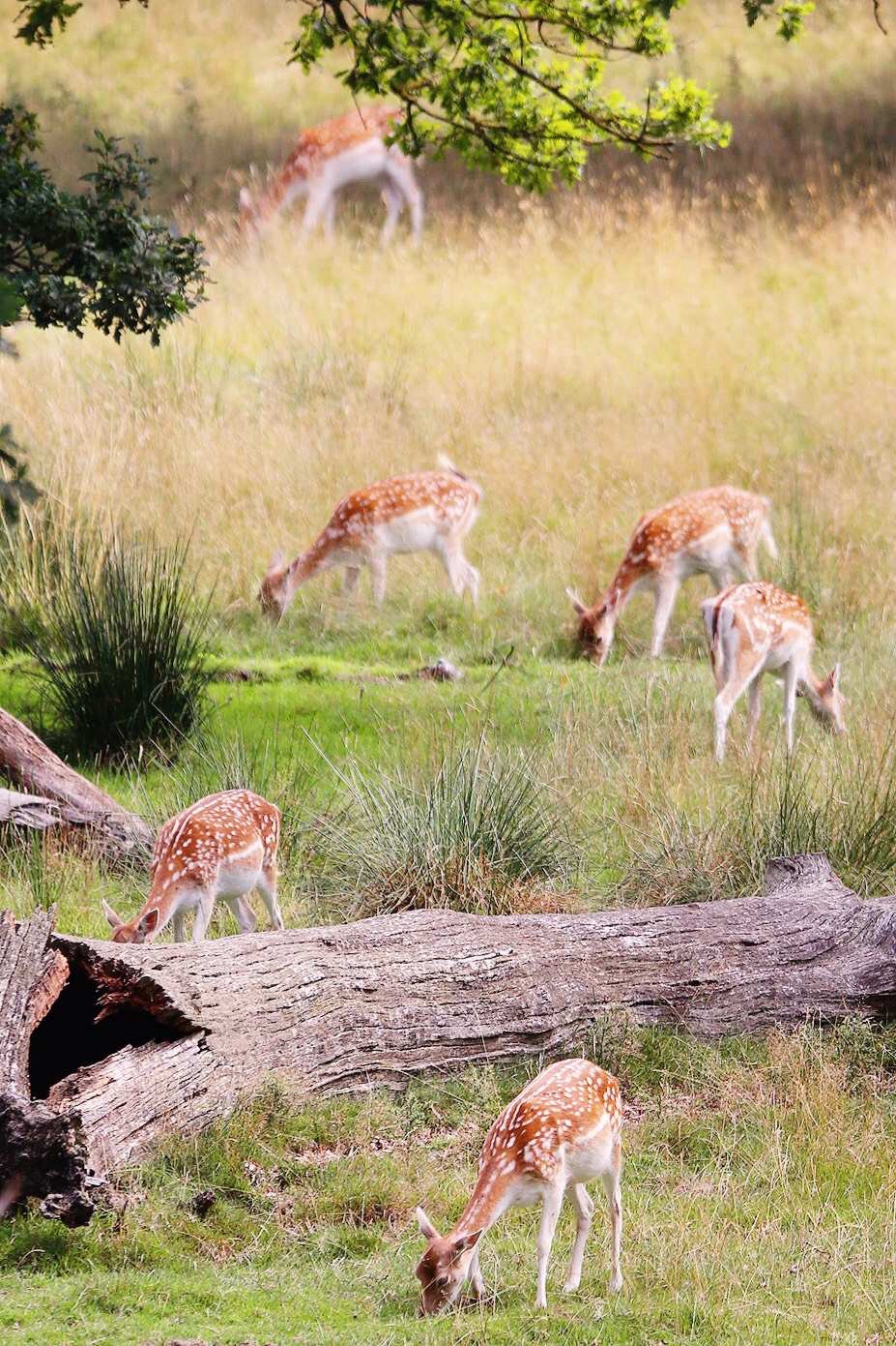 Ashford-in-the-water