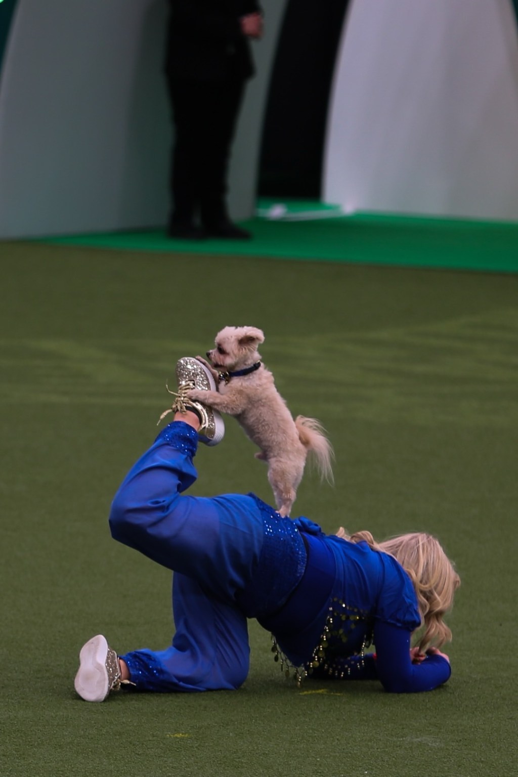 Crufts 2025 国际竞赛