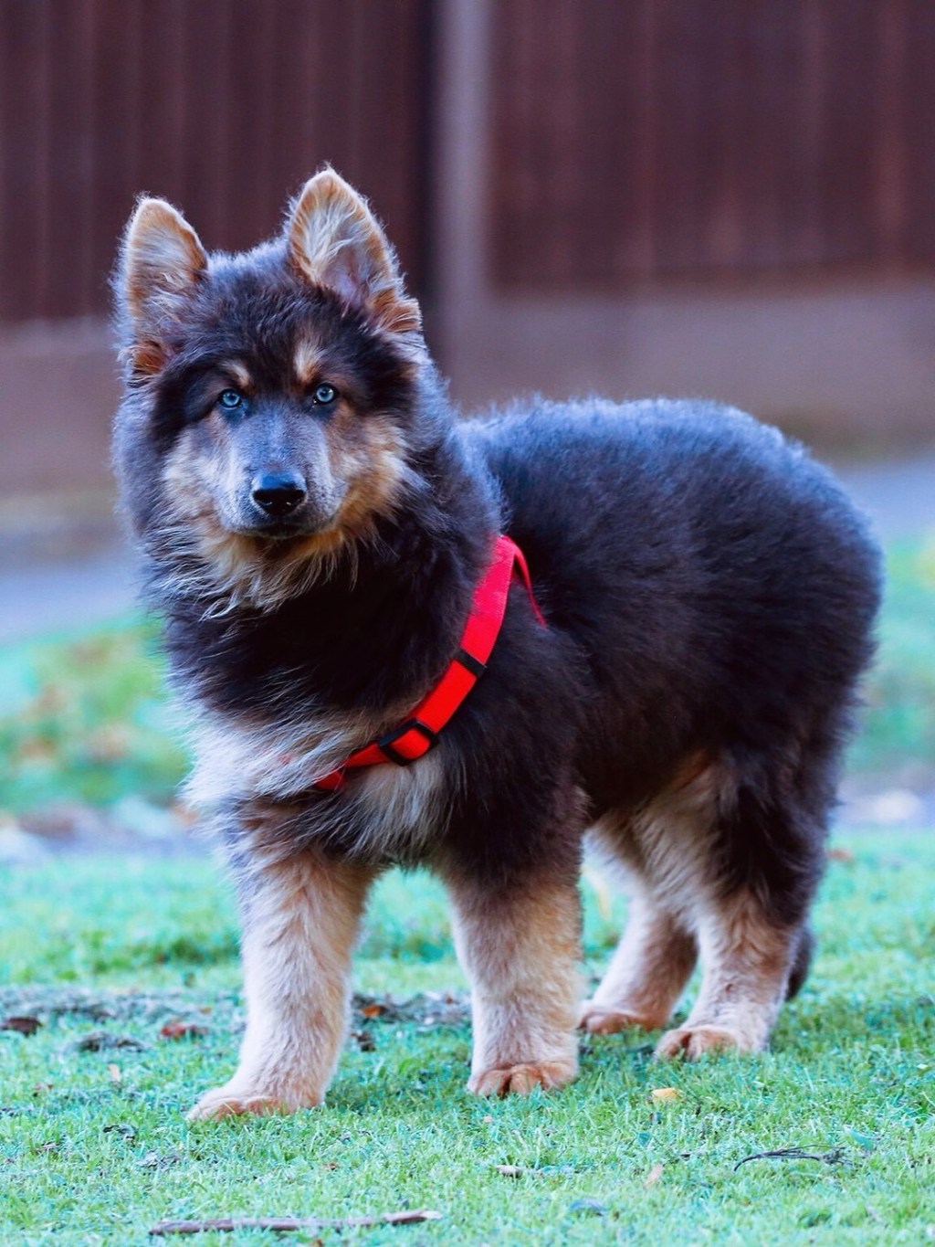 毛茸茸蓬松松的䖔