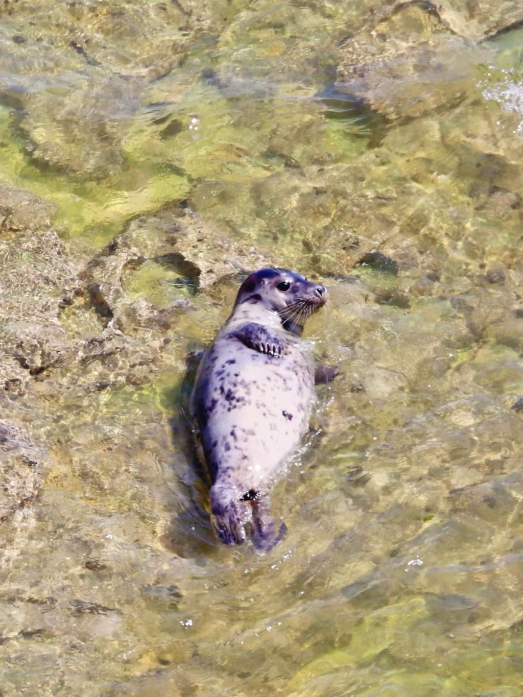 肉滚滚的海豹🦭