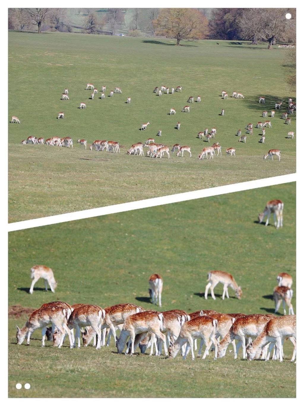 公爵府的鹿🦌