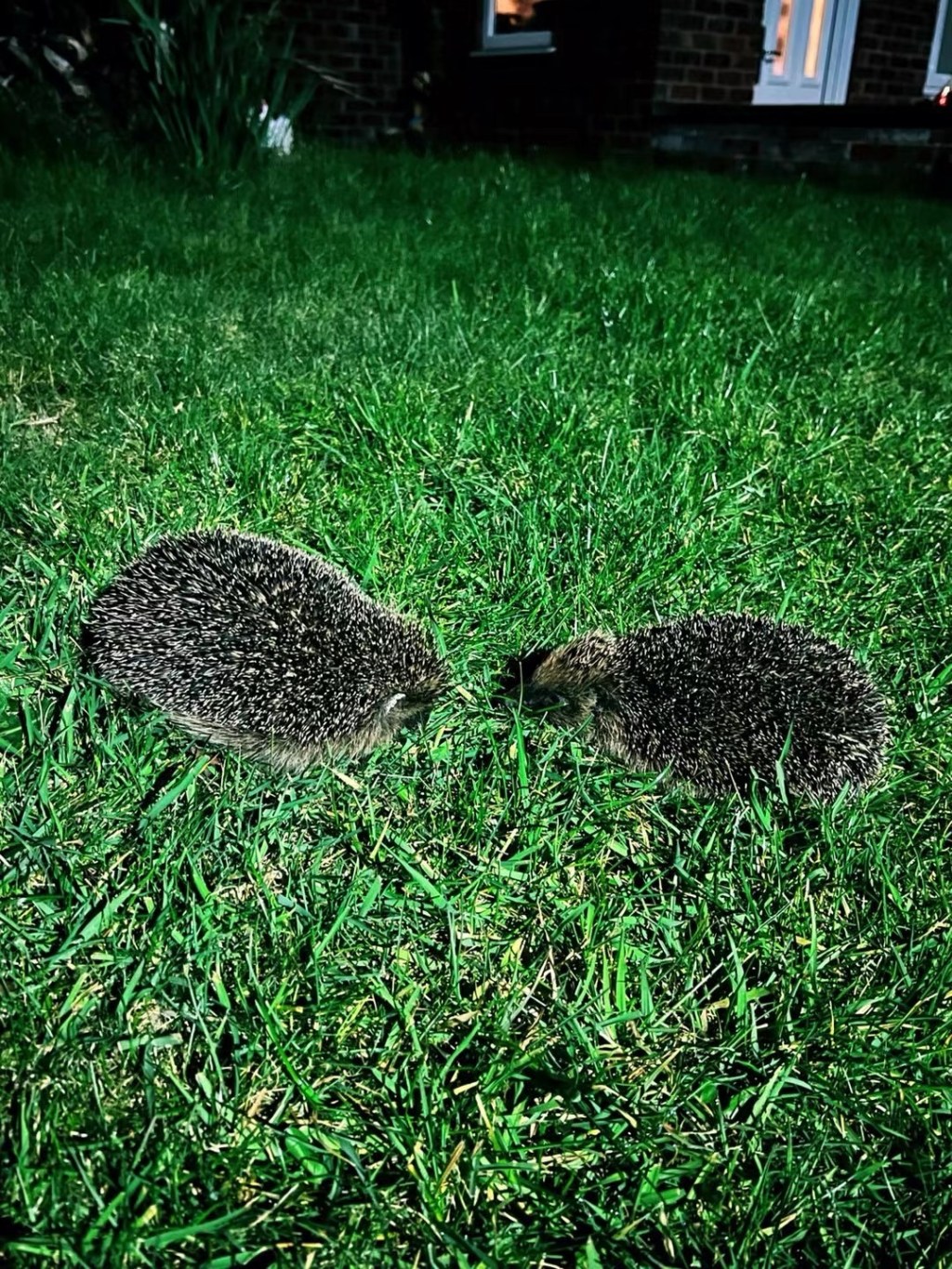 两只小刺猬🦔
