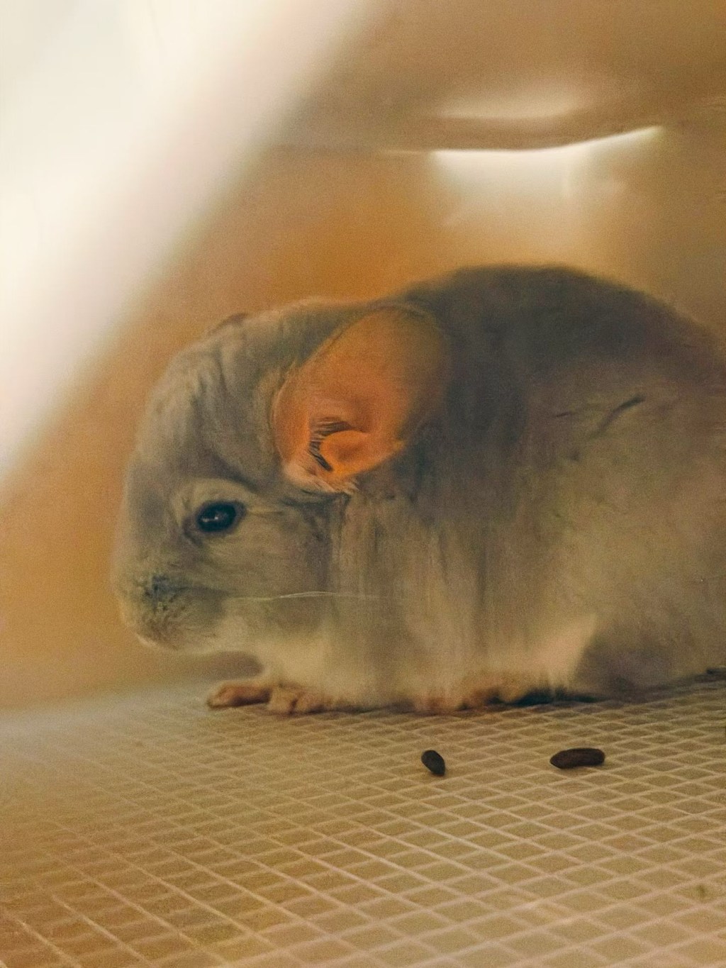 龙猫